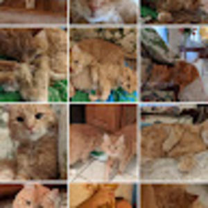 Meet your Posher, Cara